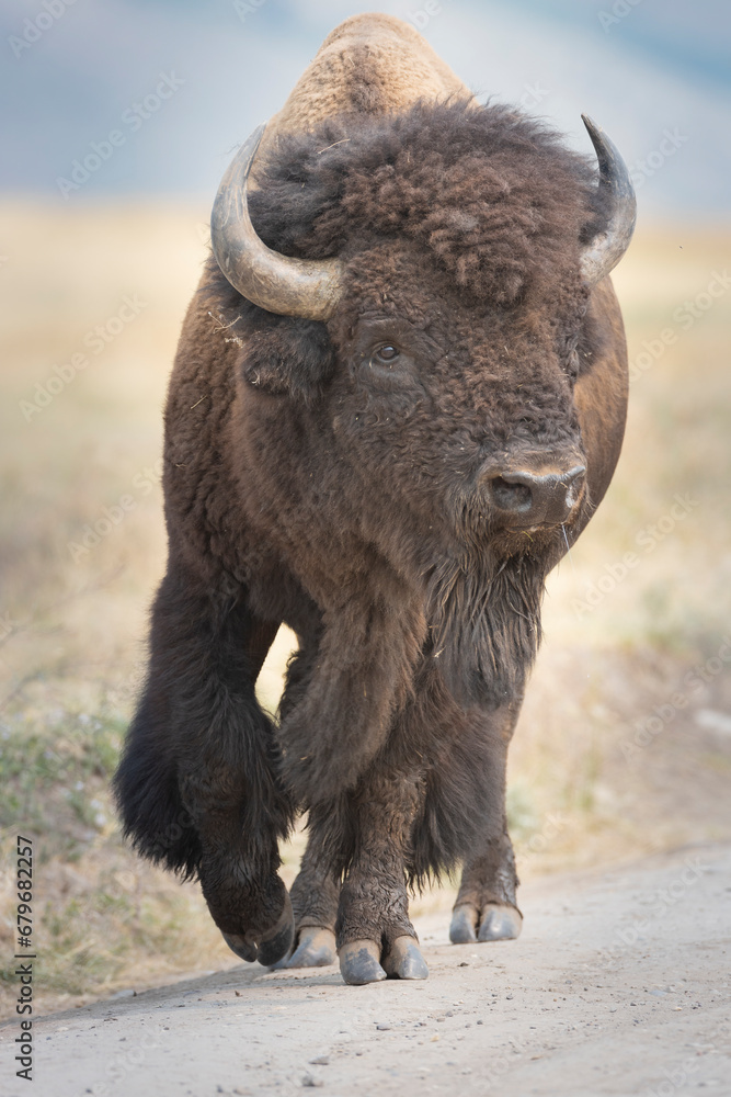 Bison standing in grass with mountains in background Bison standing in grass with mountains in background