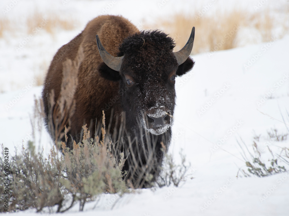 bison standing in white snow in early winter bison standing in white snow in early winter