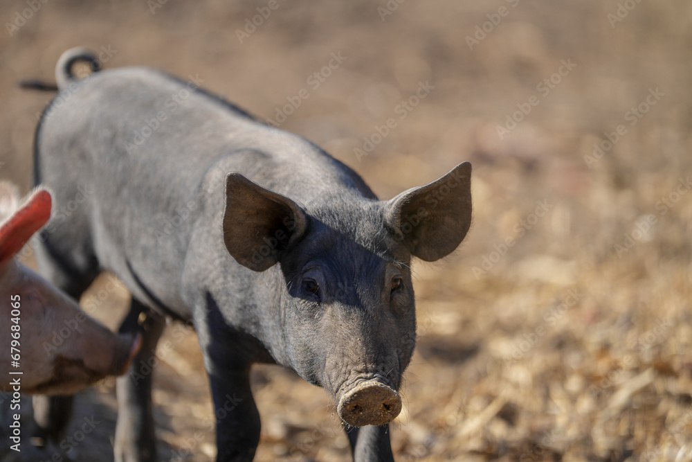 Mangalita breed pig raised outdoors. The Mangalița domestic pig breed is of Serbian and Hungarian origin. It is a specialized breed for fat production. Mangalita breed pig raised outdoors. The Mangalița domestic pig breed is of Serbian and Hungarian origin. It is a specialized breed for fat production.