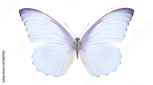 butterfly isolated on a white background, Beautiful butterfly isolated on a transparent background, Generative AI
