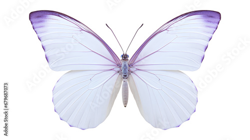butterfly isolated on a white background, Beautiful Butterflie isolated on a transparent background, Generative AI © mizan