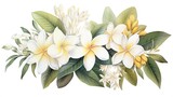 White plumeria or white frangipani flowers on white background