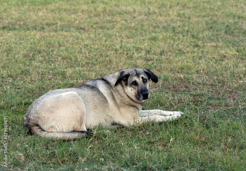 A fatty old straty dog laying on grasses in a city park