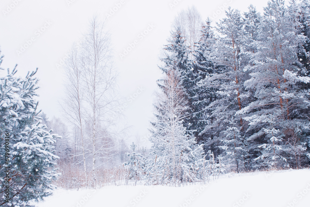 Obraz premium Frozen winter forest with snow covered trees.