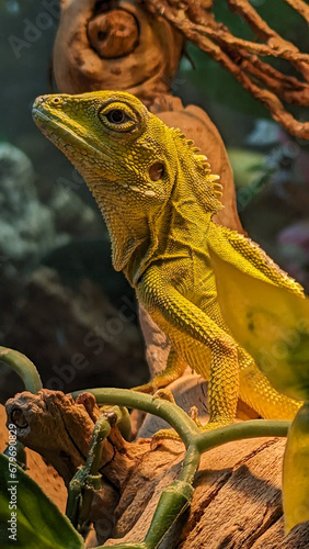 I guana see you