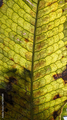 cellular