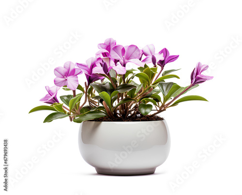pink flower in a pot  otted plant and accompanying flowers isolated on a transparent background  Generative AI