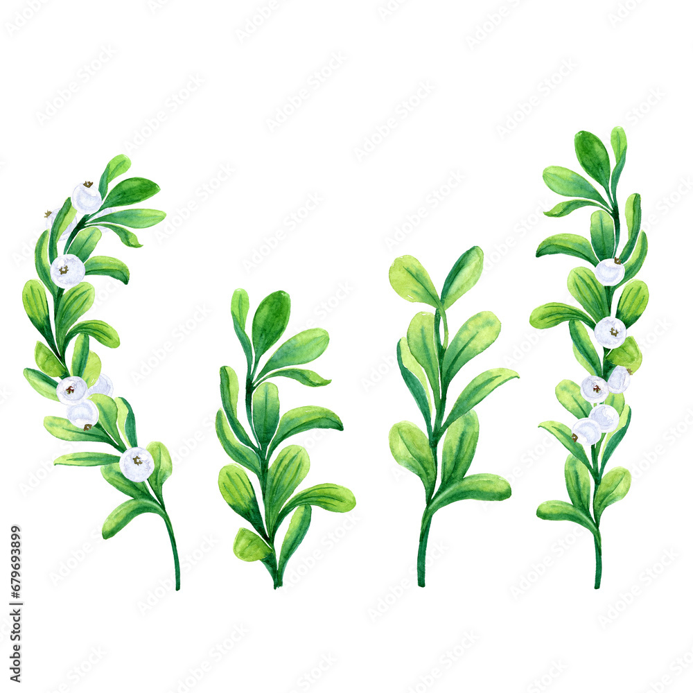 Fototapeta premium Aquarelle picture set of snowberries and green leaves on twigs