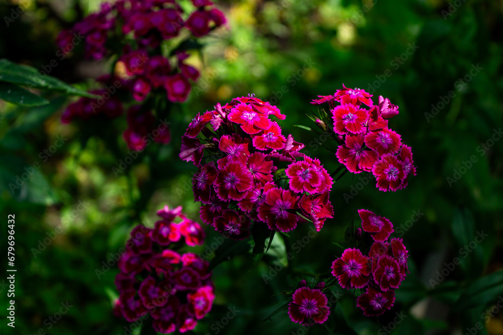 Red and pink flowers in the garden. Color photo with selective focus, environment, ecology. Red and pink flowers in the garden. Color photo with selective focus, environment, ecology.