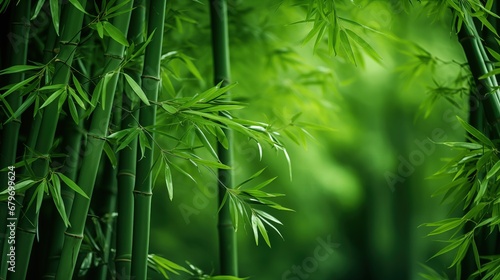 Fresh bamboo trees In forest with blurred background.