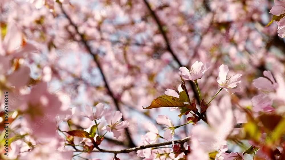 Peach tree blooming with sunrays, Shimmering rays of the sunset in the background. Spring cherry blossoms in full bloom, abstract video of cherry blossoms in the sun. Sakura Japan in spring time. Peach tree blooming with sunrays, Shimmering rays of the sunset in the background. Spring cherry blossoms in full bloom, abstract video of cherry blossoms in the sun. Sakura Japan in spring time.