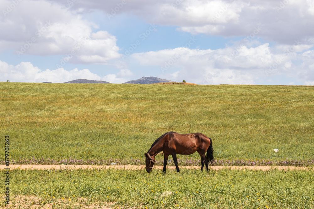 Graceful Hucul Pony Roaming in the Wilderness