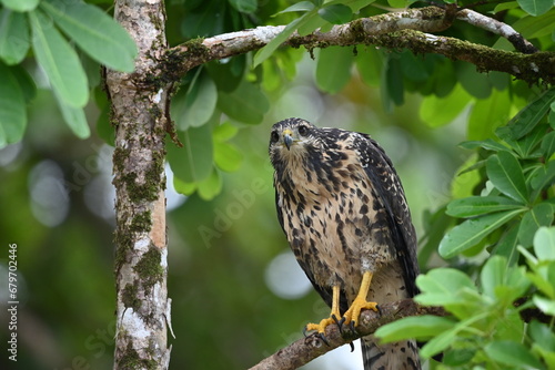 Habicht in der Natur HD