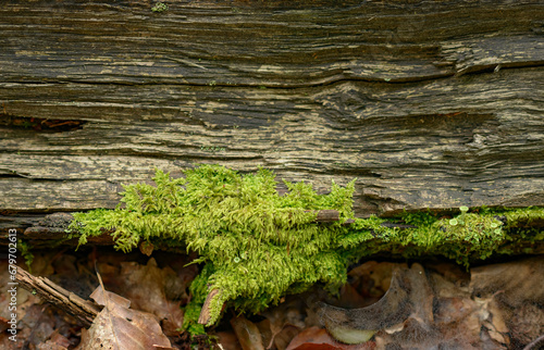 Tree trunk with green moss in the forest