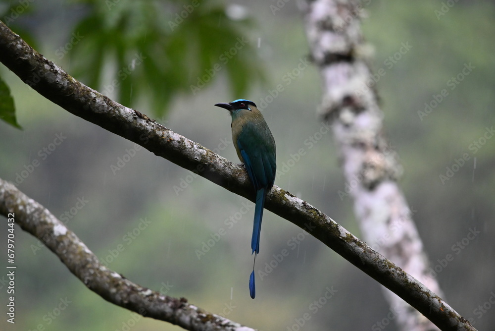 Blauscheitelmotmot in der Natur Blauscheitelmotmot in der Natur