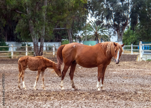 An Arabian Horse mother with her foal in a park in Tunisia