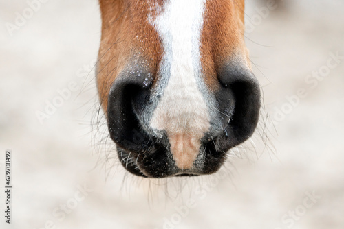 dew drops of water on the nose of a horse © PIC by Femke