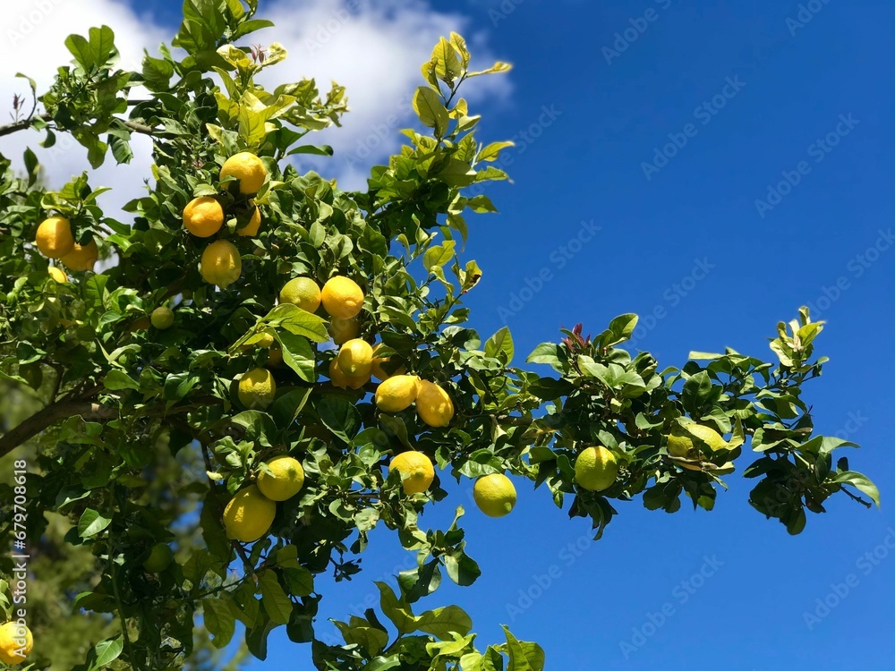 Vibrant yellow lemon tree against the background of a bright blue sky Vibrant yellow lemon tree against the background of a bright blue sky