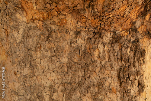  tree bark background