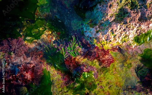 colorful background with water and seaweed