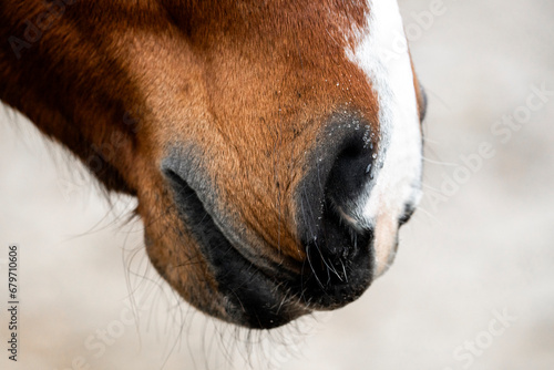 dew drops of water on the nose of a horse © PIC by Femke