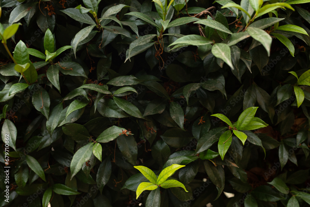 Obraz premium green leaves background