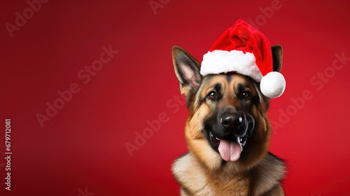 Cool looking german shepherd dog wearing santa hat isolated on red background.