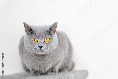 Fototapeta Naklejka Na Ścianę i Meble -  cute grey british short hair cat portrait