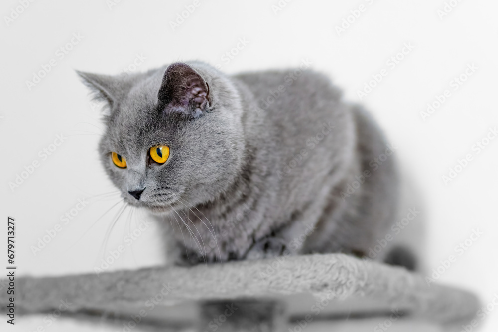 cute grey british short hair cat portrait