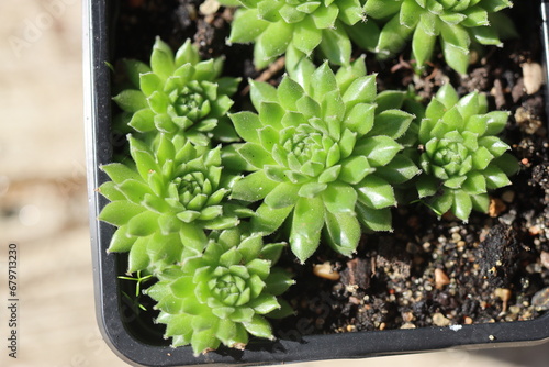 Quadro su tela Sempervivum x funckii rojnik Funcka
