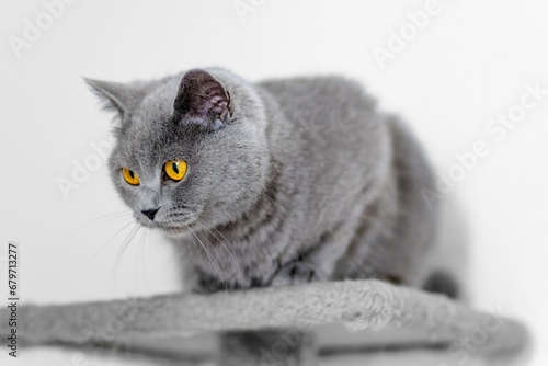 Obraz na płótnie cute grey british short hair cat portrait w salonie