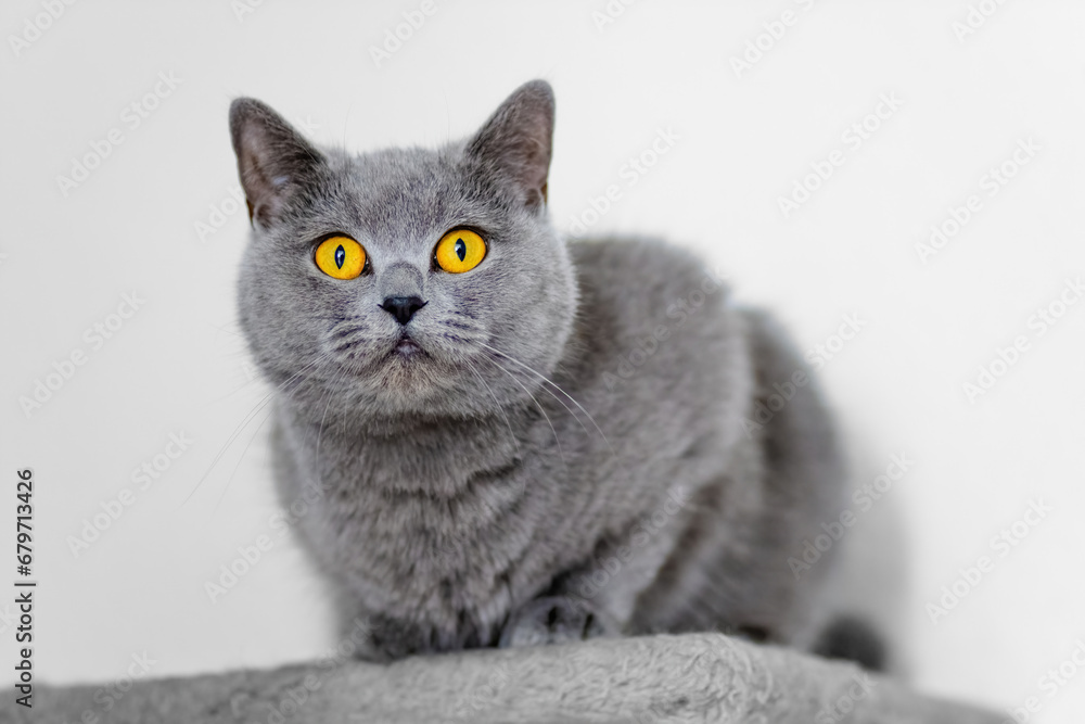 cute grey british short hair cat portrait