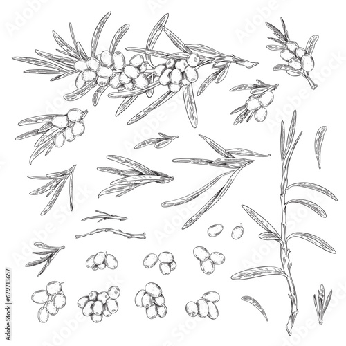 Sea-buckthorn berries design elements set, sketch vector illustration isolated.