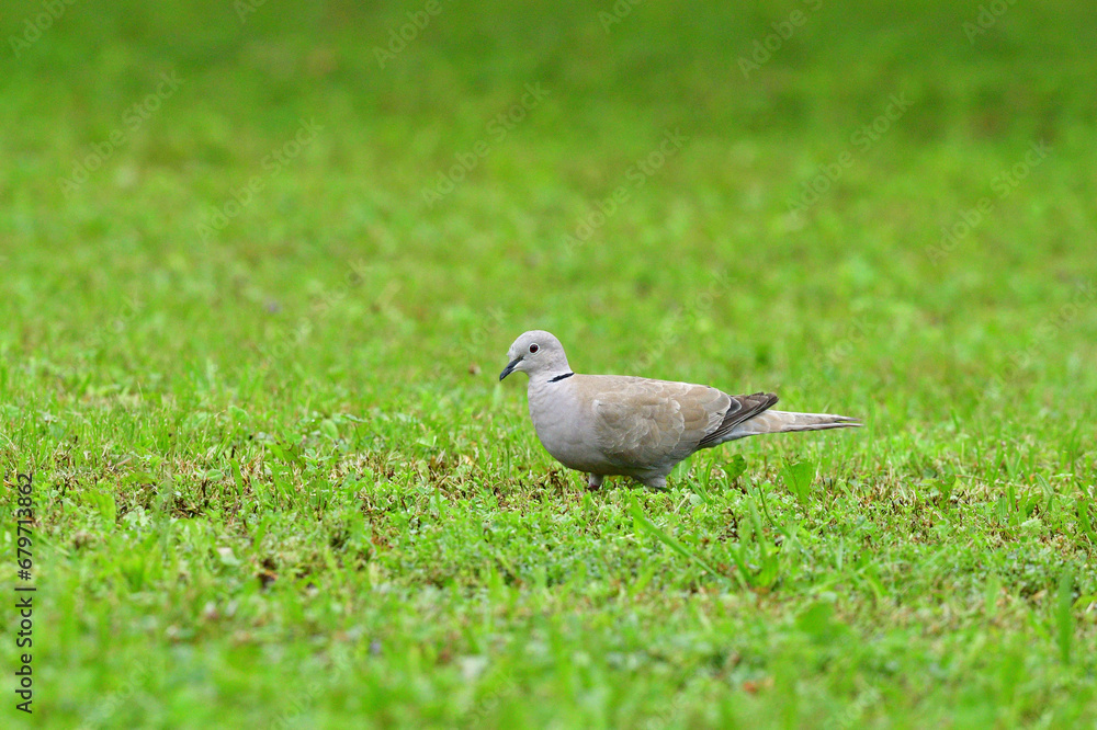Portrait of Eurasian collared dove that eating seeds in the grass