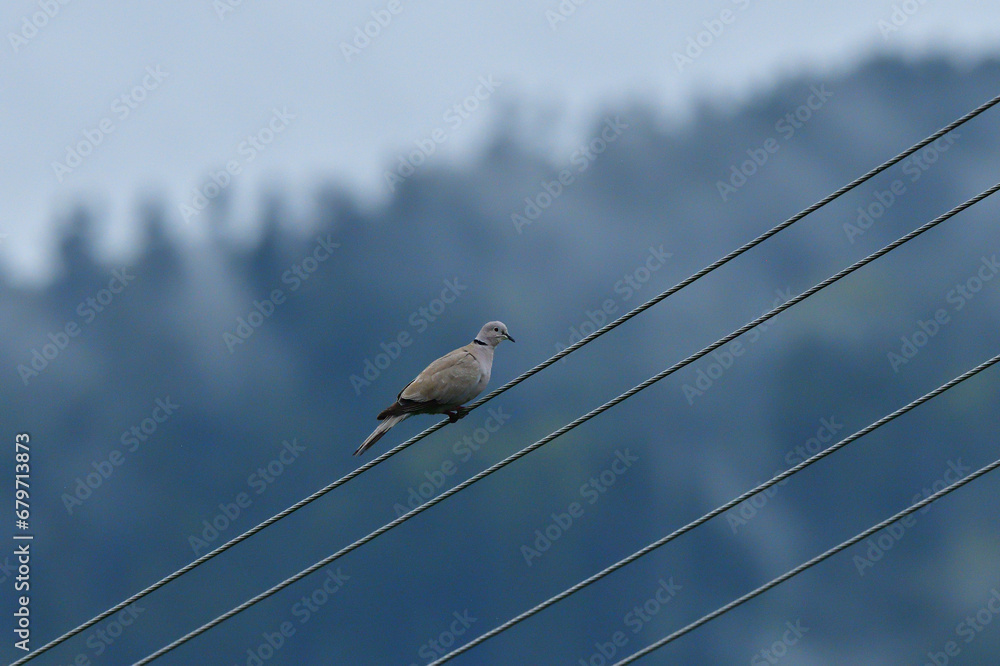 A portrait of a Eurasian collared dove sitting in height on electric wires