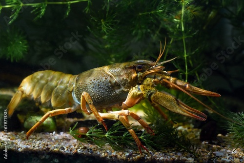 Danube crayfish run on gravel substrate, carapace, eyes, legs animal at front glass, hornwort plant, European planted biotope aquarium disorder design, captive adaptable freshwater invasive species