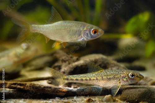 common roach and barbel gudgeon, twig driftwood, freshwater wild caught domesticated fish in European temperate river biotope aquarium, adaptable coldwater species, LED dark low light mood aquadesign photo