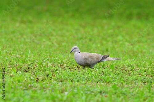 Obraz na płótnie Portrait of Eurasian collared dove that eating seeds in the grass w salonie