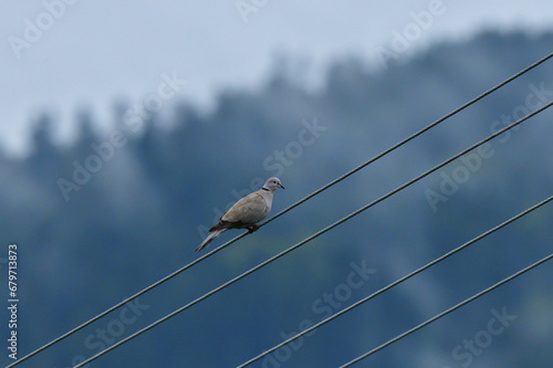 Obraz na płótnie A portrait of a Eurasian collared dove sitting in height on electric wires w salonie
