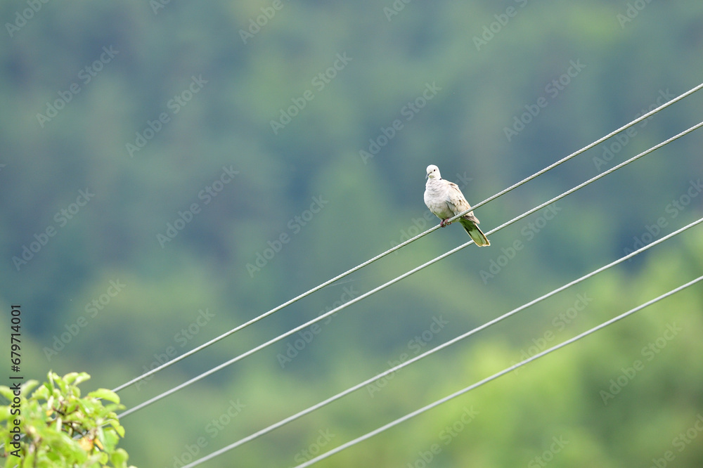 A portrait of a Eurasian collared dove sitting in height on electric wires