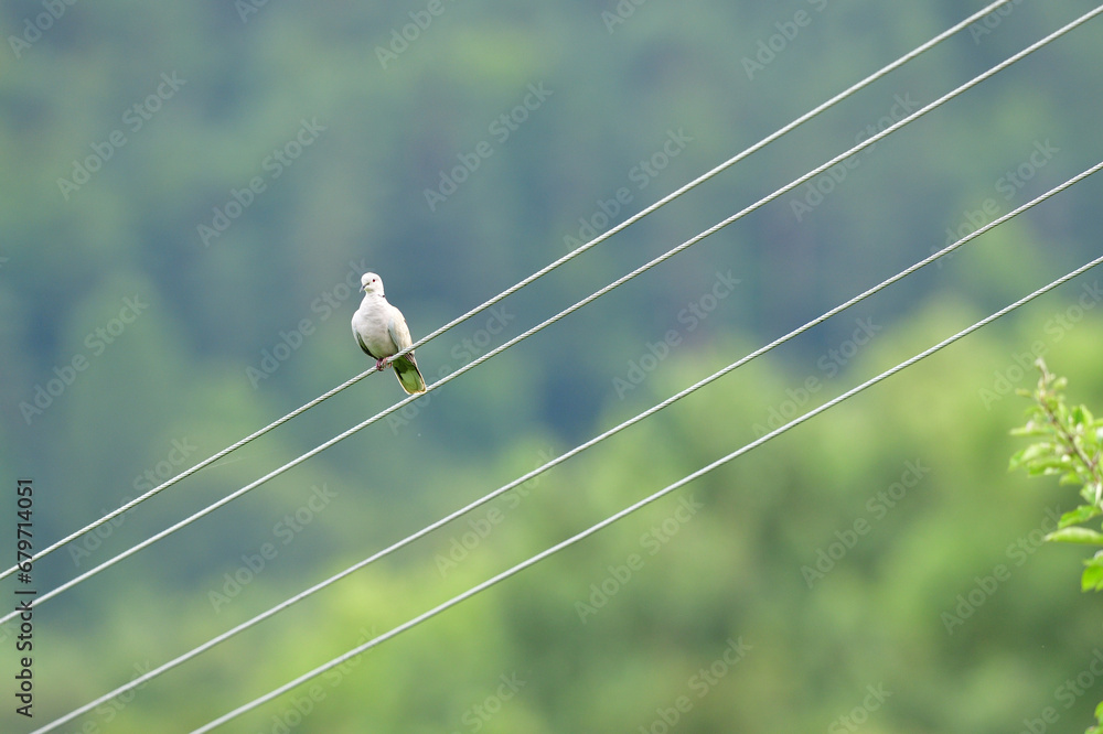 A portrait of a Eurasian collared dove sitting in height on electric wires