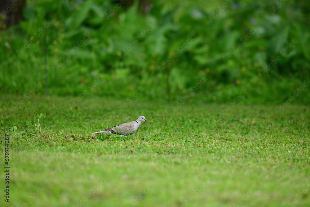Eurasian collared dove looking for food in the grass in the garden
