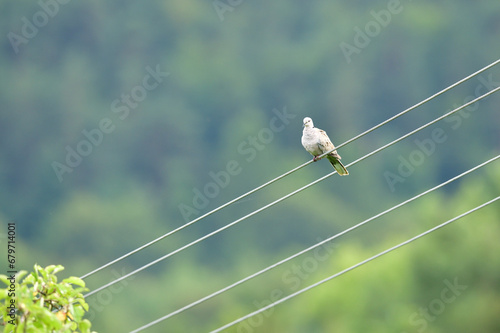 Obraz na płótnie A portrait of a Eurasian collared dove sitting in height on electric wires w salonie