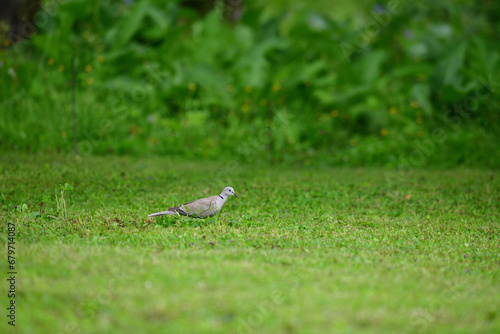 Obraz na płótnie Eurasian collared dove looking for food in the grass in the garden w salonie
