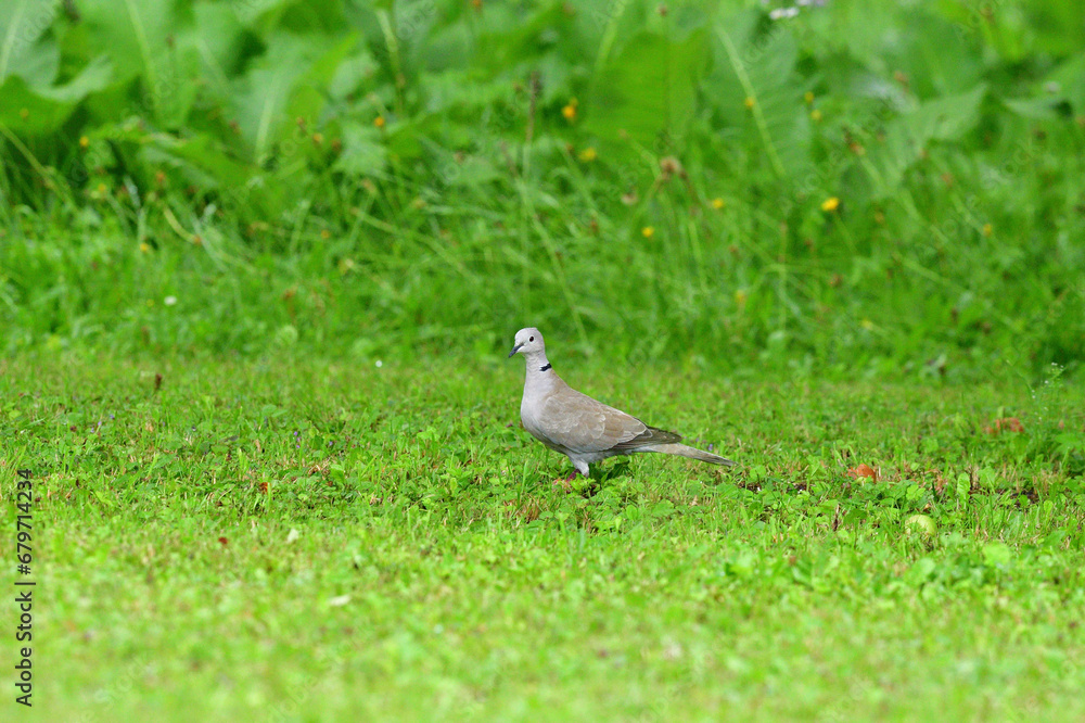 Portrait of Eurasian collared dove that eating seeds in the grass