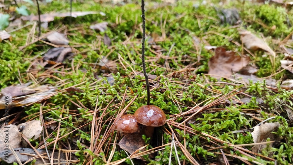 mushrooms in the grass mushrooms in the grass