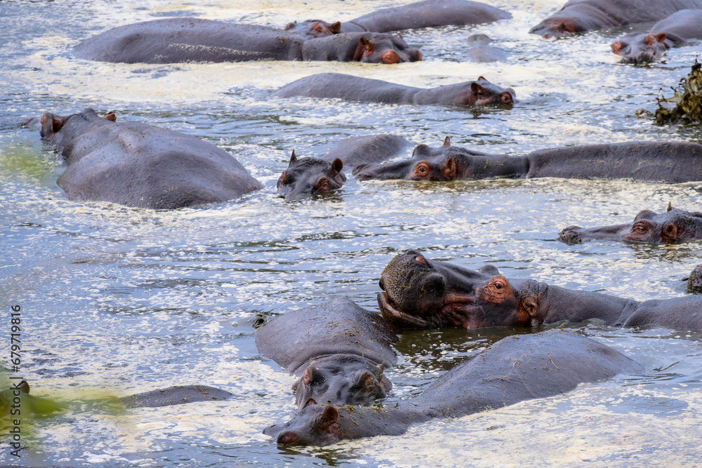 Fototapeta premium hippopotamus in the water