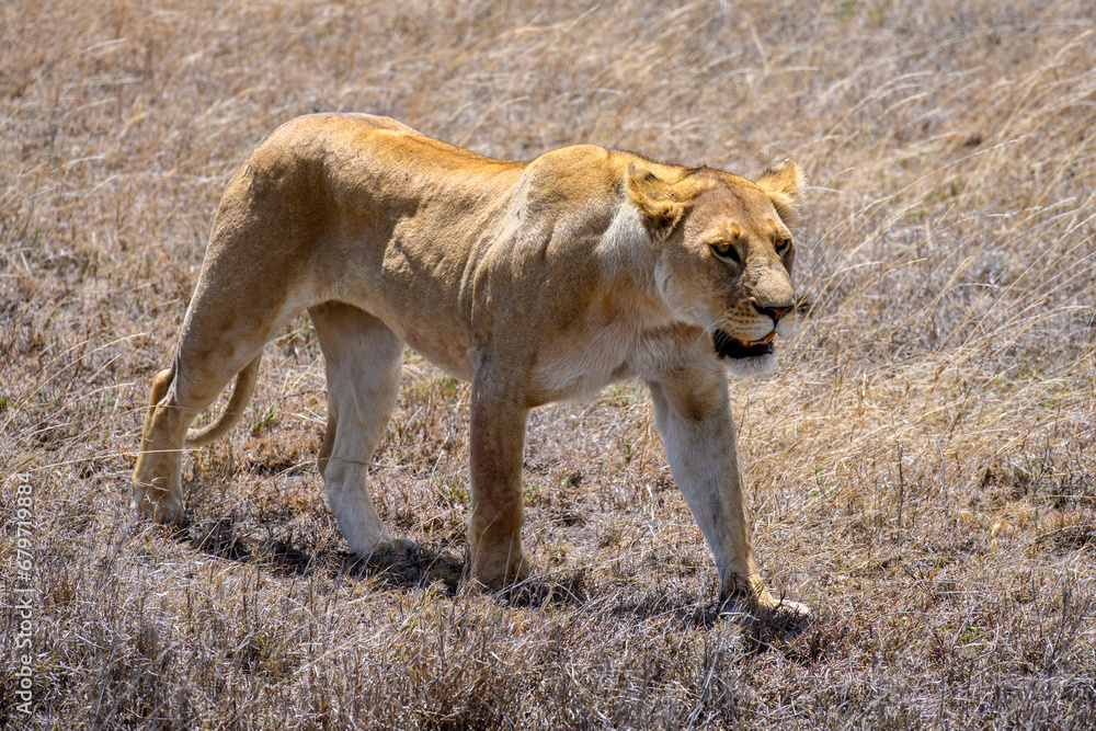 lioness in the grass