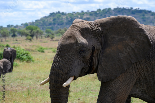 Portrait of an elephant in the grumeti park photo