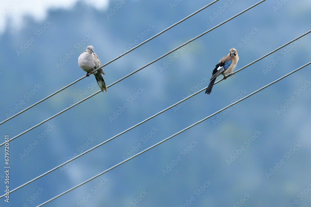 Eurasian collared dove and eurasian jay high on the wires of the electrical voltage sit side by side